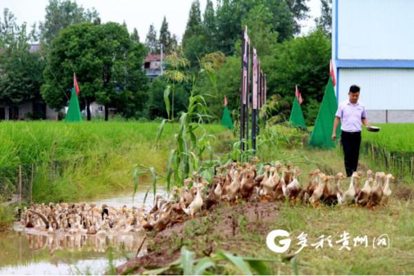 小鸭“种出”好稻米 湖南稻鸭米卖出50吨
